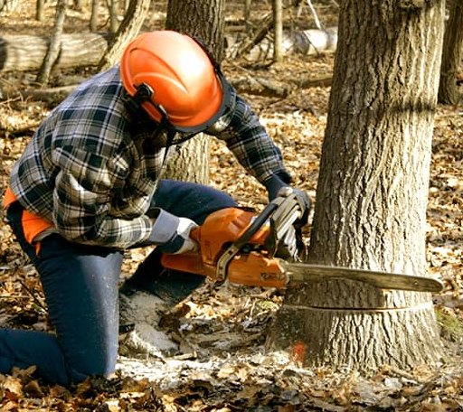 Tree Removal in Strong, AR